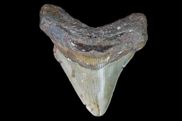 Fossil Megalodon Tooth - North Carolina #97669
